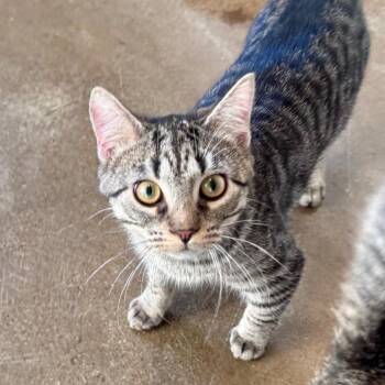 Veda -  Domestic Short Hair Cat for Adoption in Green Bay, Wisconsin - Veda | PetCurious