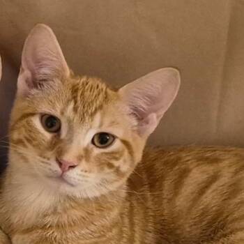 Simba -  Domestic Short Hair Cat for Adoption in Wheeling, Illinois - Simba | PetCurious