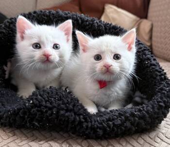Domestic Short Hair Cats Available for Adoption in San Jose, California - Kadabra Bonded W/Abra | PetCurious