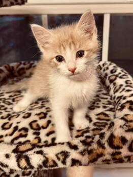 Maxamillion -  Domestic Short Hair Cat for Adoption in Buford, Georgia - Maxamillion | PetCurious