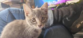 Cher -  Domestic Medium Hair Cat for Adoption in Kennewick, Washington - Cher | PetCurious