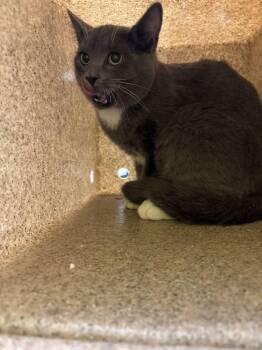 Grayson -  Domestic Short Hair Cat for Adoption in Raleigh, North Carolina - Grayson | PetCurious