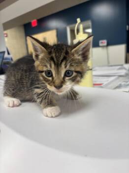 Chandler -  Domestic Short Hair Cat for Adoption in Greenfield, Indiana - Chandler | PetCurious