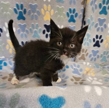 Pillsbury -  Domestic Short Hair Cat for Adoption in Wabash, Indiana - Pillsbury | PetCurious