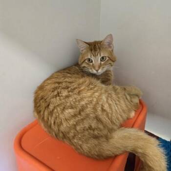 Steak Taco -  Domestic Short Hair Cat for Adoption in Janesville, Wisconsin - Steak Taco | PetCurious