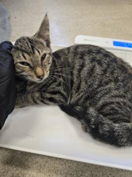 SOLANA -  Domestic Short Hair Cat for Adoption in Hagerstown, Maryland - SOLANA | PetCurious