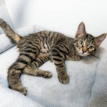 Tabbles -  Domestic Short Hair Cat for Adoption in South Elgin, Illinois - Tabbles | PetCurious