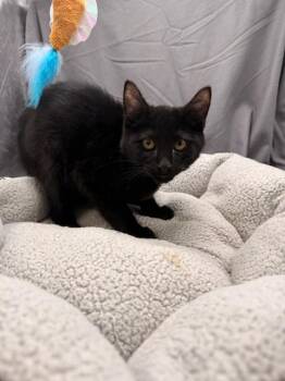 COAL -  Domestic Short Hair Cat for Adoption in Grovetown, Georgia - COAL | PetCurious