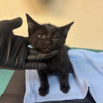 Harold -  Domestic Short Hair Cat for Adoption in Pasadena, California - Harold | PetCurious