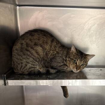 Pooh -  Domestic Short Hair Cat for Adoption in Galax, Virginia - Pooh | PetCurious