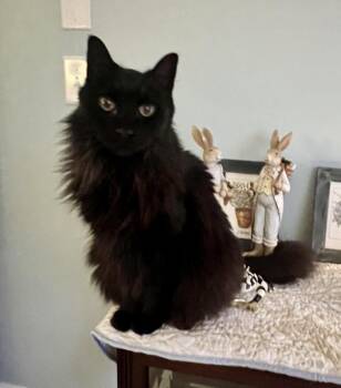 Bill -  Domestic Long Hair Cat for Adoption in Black Mountain, North Carolina - Bill | PetCurious