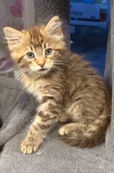 Savannah -  Domestic Medium Hair Cat for Adoption in Hammond, Indiana - Savannah | PetCurious