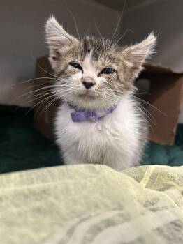 DORY -  Domestic Short Hair Cat for Adoption in Dallas, Texas - DORY | PetCurious
