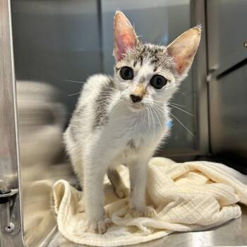 Twig -  Domestic Short Hair Cat for Adoption in Abilene, Texas - Twig | PetCurious