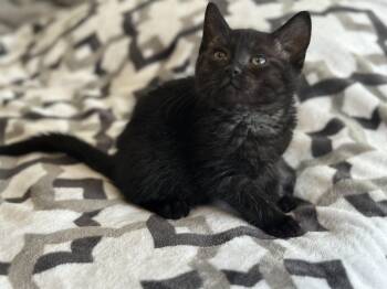Domestic Short Hair Cats Available for Adoption in Bethel Park, Pennsylvania - Twizzler | PetCurious