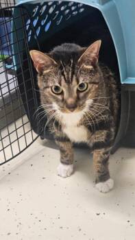 TRUFFLES -  Domestic Short Hair Cat for Adoption in Crossville, Tennessee - TRUFFLES | PetCurious