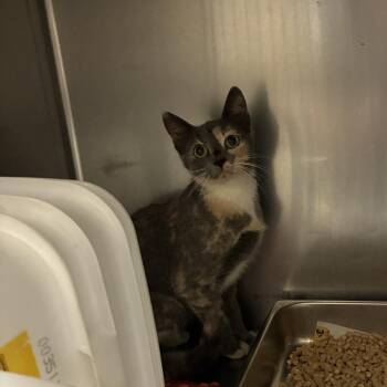 Foghorn Leghorn -  Domestic Short Hair Cat for Adoption in Windsor, Virginia - Foghorn Leghorn | PetCurious