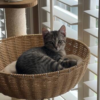 Shelly -  Domestic Short Hair Cat for Adoption in League City, Texas - Shelly | PetCurious