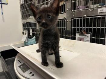 GOOSE -  Domestic Short Hair Cat for Adoption in Antioch, California - GOOSE | PetCurious