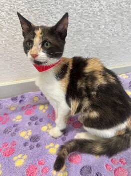 Ruby -  Domestic Short Hair Cat for Adoption in Denham Springs, Louisiana - Ruby | PetCurious