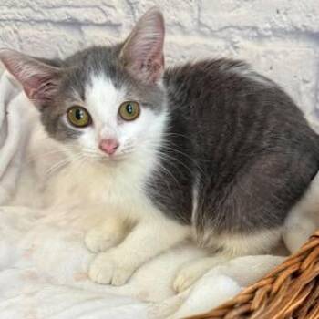Pebbles -  Domestic Medium Hair Cat for Adoption in Harrisonburg, Virginia - Pebbles | PetCurious