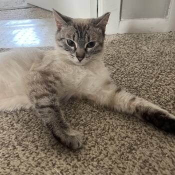 Snow James -  Domestic Short Hair Cat for Adoption in Morrison, Colorado - Snow James | PetCurious
