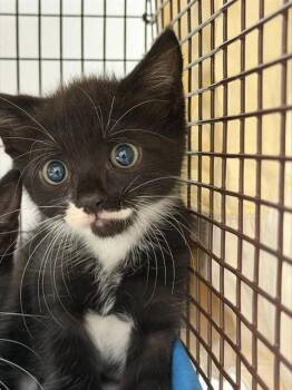 A2480064 -  Domestic Short Hair Cat for Adoption in Fort Lauderdale, Florida - A2480064 | PetCurious