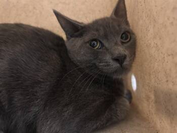 GRAYSON -  Domestic Short Hair Cat for Adoption in Riverside, California - GRAYSON | PetCurious