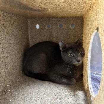 Domestic Short Hair Cats Available for Adoption in Galax, Virginia - Venus Fly Trap | PetCurious