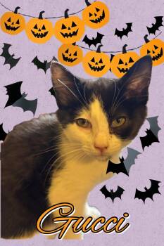 Gucci -  Domestic Short Hair Cat for Adoption in Pasco, Washington - Gucci | PetCurious