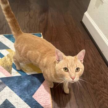 Biscuits -  Domestic Short Hair Cat for Adoption in Houston, Texas - Biscuits | PetCurious