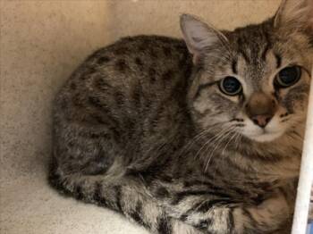 Domestic Short Hair Cats Available for Adoption in Tulsa, Oklahoma - SPAZZ | PetCurious