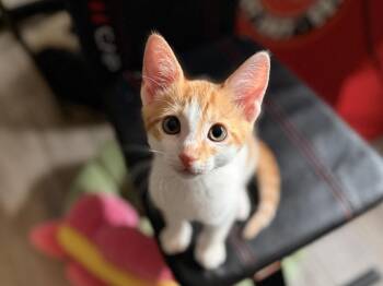 Sunny -  Domestic Short Hair Cat for Adoption in St. Cloud, Florida - Sunny | PetCurious