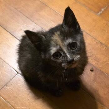 Prescott C12604 -  American Shorthair Cat for Adoption - Prescott C12604 | PetCurious