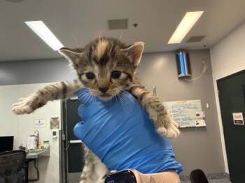 A1926956 -  Domestic Short Hair Cat for Adoption in Thousand Palms, California - A1926956 | PetCurious