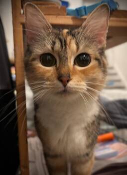 Rescue Domestic Short Hair Cats for Adoption - Clementine | PetCurious
