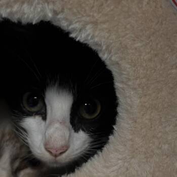 Mochi -  Domestic Short Hair Cat for Adoption in Lenexa, Kansas - Mochi | PetCurious