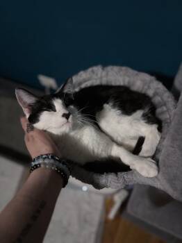 George -  Domestic Short Hair Cat for Adoption in Chicago, Illinois - George | PetCurious