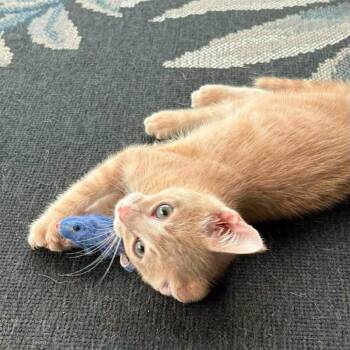 Colonel Mustard 2 -  Domestic Short Hair Cat for Adoption in Winchester, Virginia - Colonel Mustard 2 | PetCurious