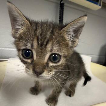 Elliot -  Domestic Short Hair Cat for Adoption in Greenville, South Carolina - Elliot | PetCurious