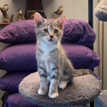 Slate -  Domestic Short Hair Cat for Adoption in Sunnyvale, California - Slate | PetCurious