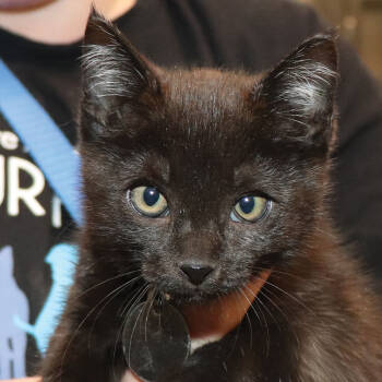 Rescue Domestic Short Hair Cats for Adoption in Port Washington, New York - Freya | PetCurious