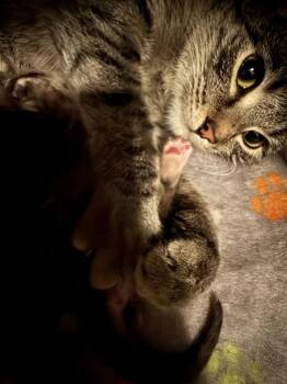 Domestic Short Hair and Tabby Cats Available for Adoption in Virginia Beach, Virginia - Mama Siobhan | PetCurious