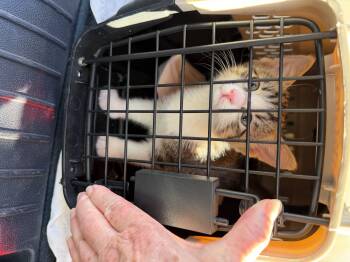 Stripes -  Domestic Short Hair Cat for Adoption in Hurricane, Utah - Stripes | PetCurious