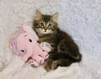 Ariel -  Domestic Long Hair and Maine Coon Cat for Adoption in St. Augustine, Florida - Ariel | PetCurious