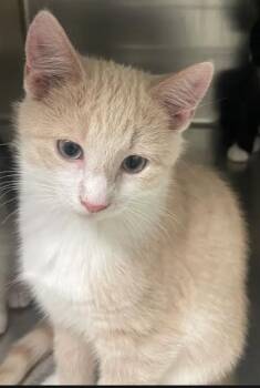 Renoir -  Domestic Short Hair Cat for Adoption in Winnipeg, Manitoba - Renoir | PetCurious