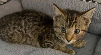 Picasso -  Domestic Short Hair Cat for Adoption in Evansville, Indiana - Picasso | PetCurious