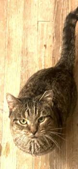 Domestic Short Hair Cats Available for Adoption - Bonnie | PetCurious