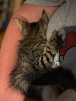 Galaxy -  Domestic Long Hair Cat for Adoption in Hagaman, New York - Galaxy | PetCurious