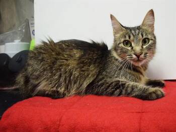 MARINA -  Domestic Long Hair Cat for Adoption in Sacramento, California - MARINA | PetCurious